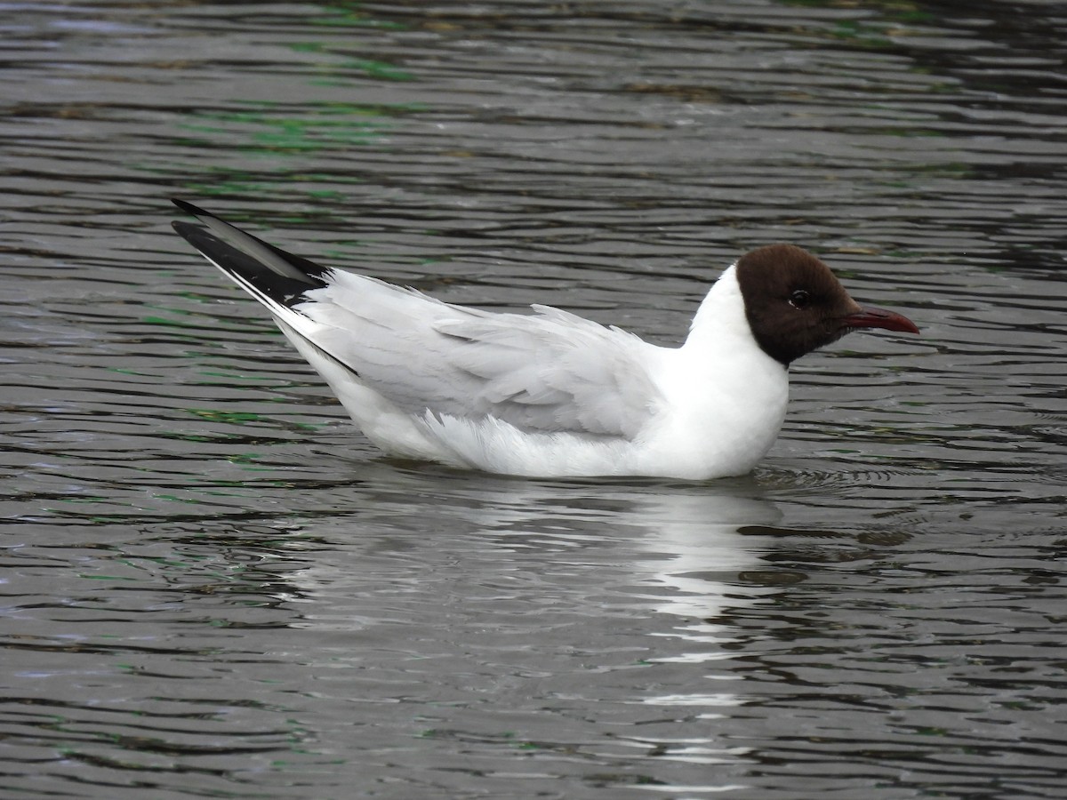 Antxeta mokogorria - ML638136635