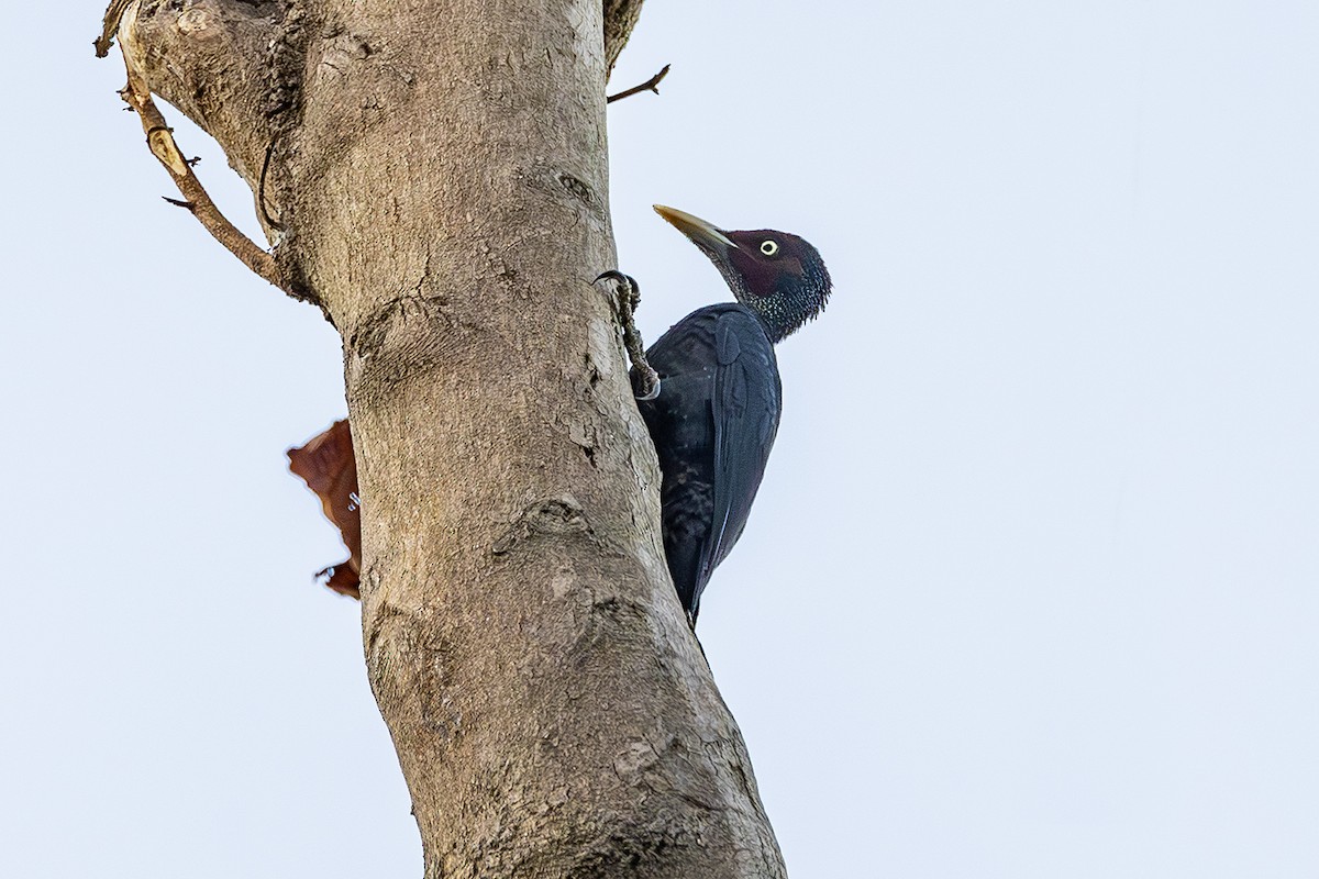 Northern Sooty-Woodpecker - ML638136648