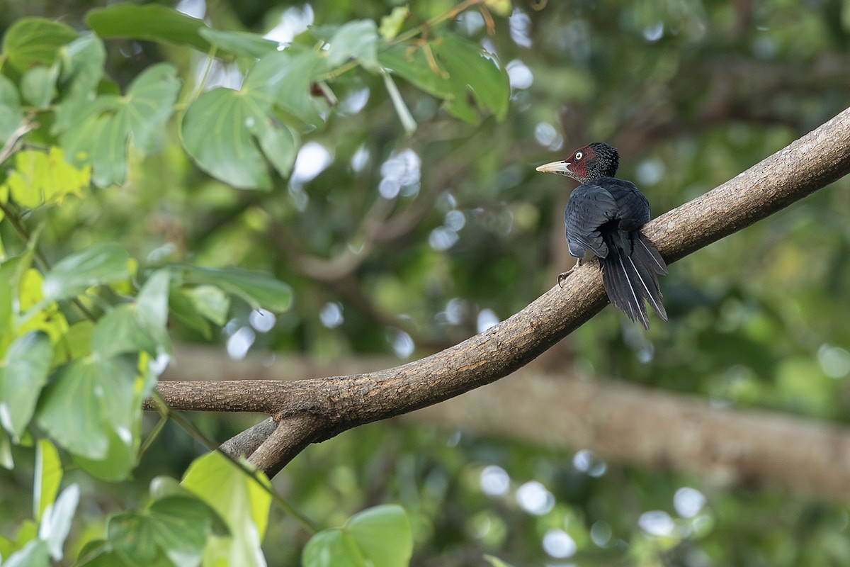Northern Sooty-Woodpecker - ML638136649