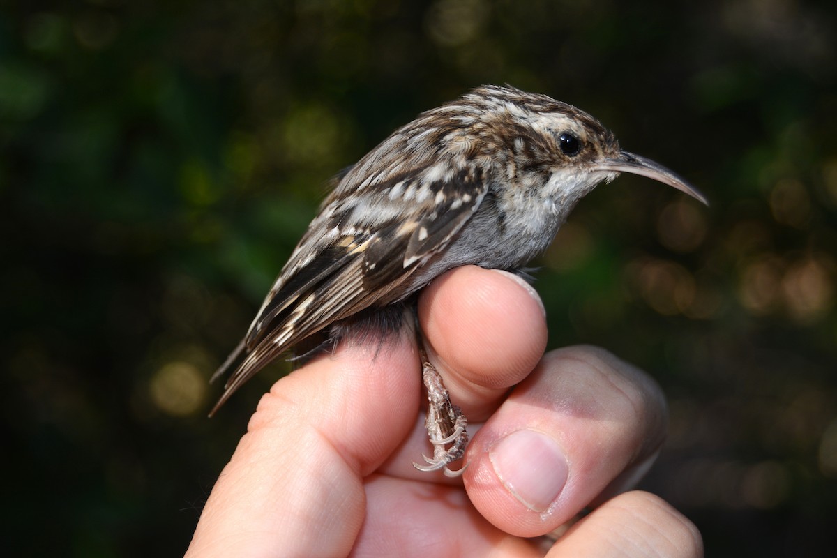 Short-toed Treecreeper - ML638136657