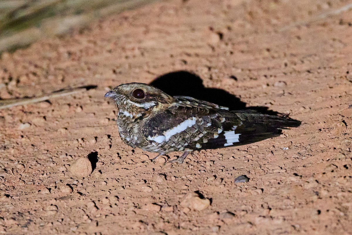 Long-tailed Nightjar - ML638136671