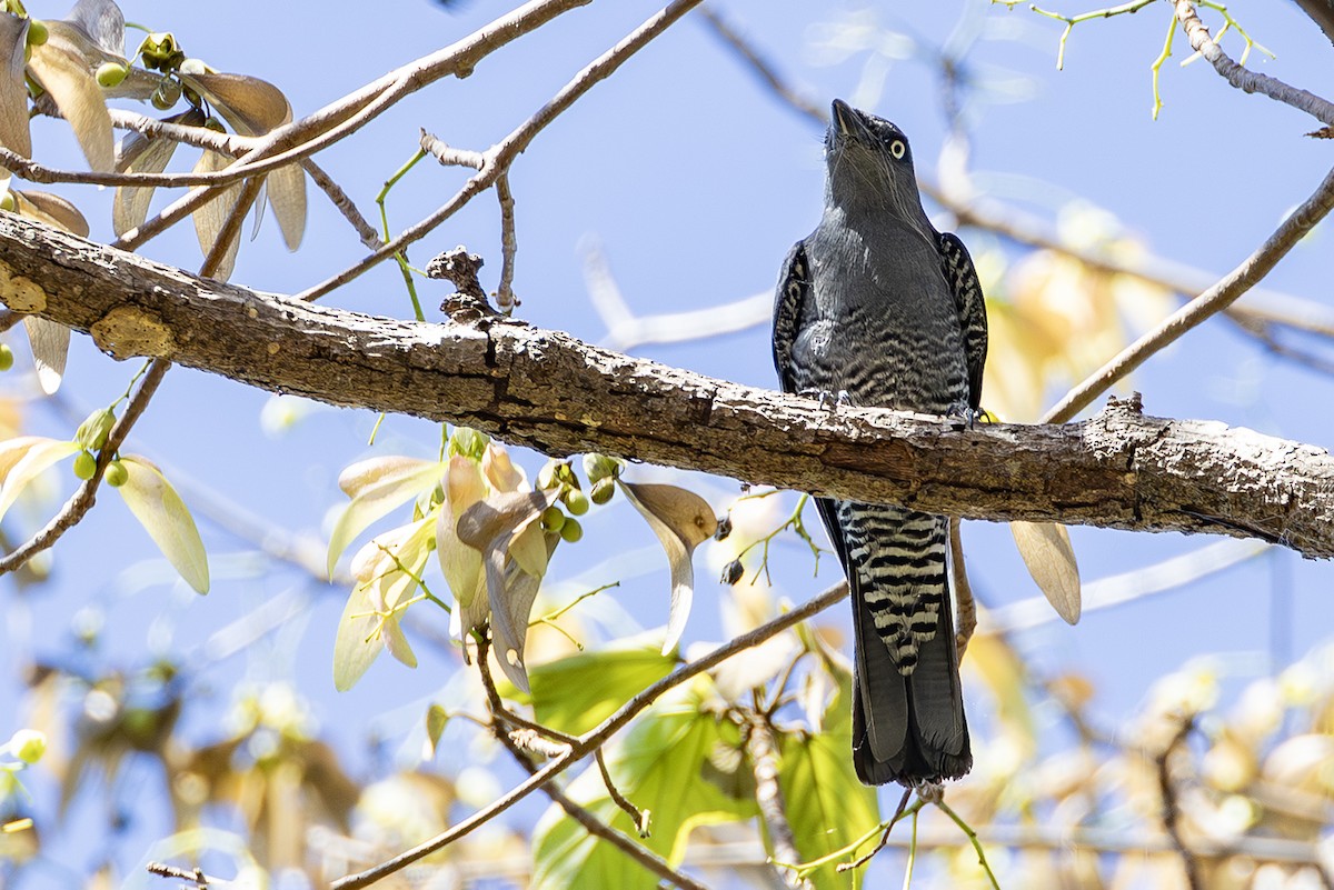 Bar-bellied Cuckooshrike (Philippine) - ML638136723