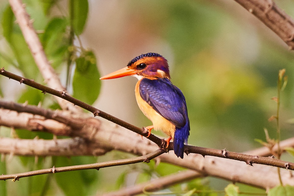 African Pygmy Kingfisher - ML638136727