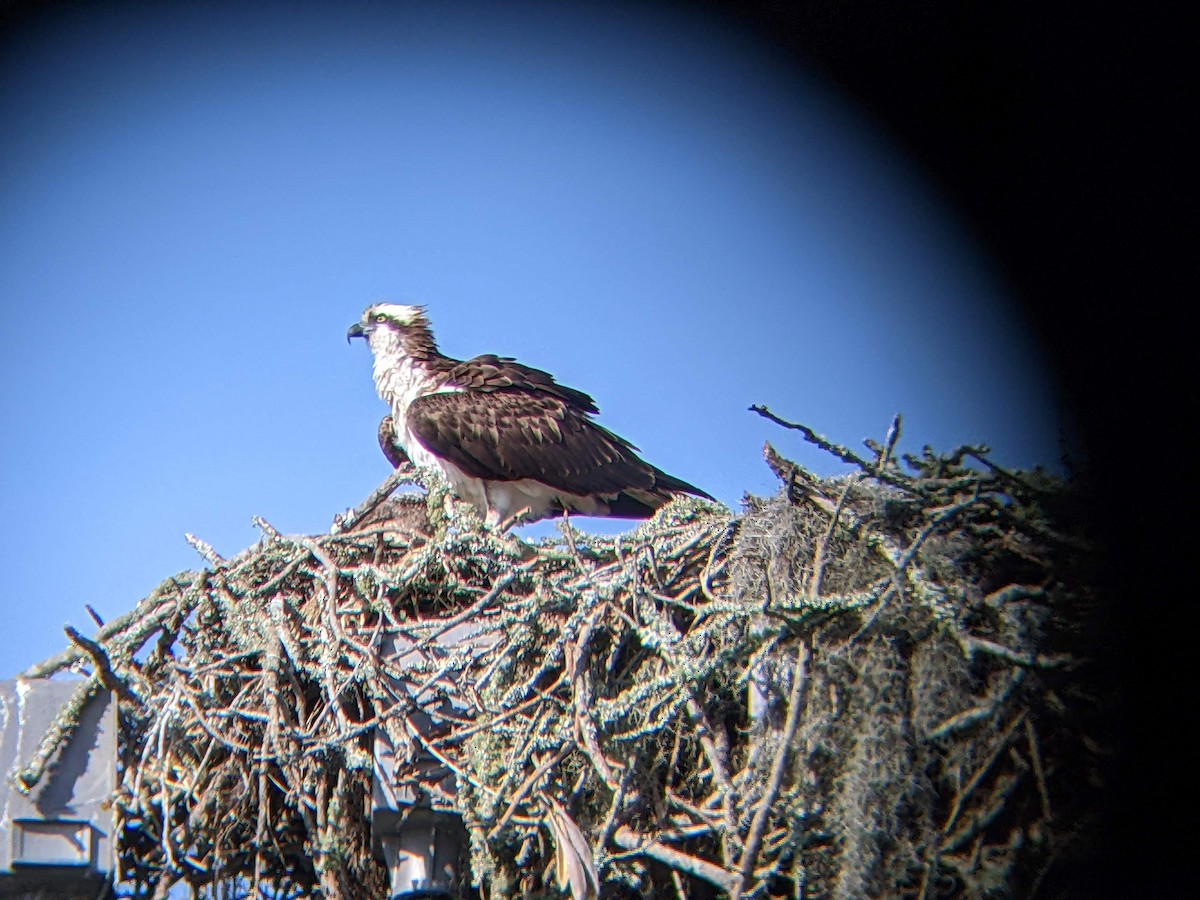 Osprey - ML638136767