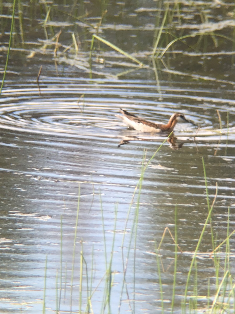 Falaropo di Wilson - ML638136790