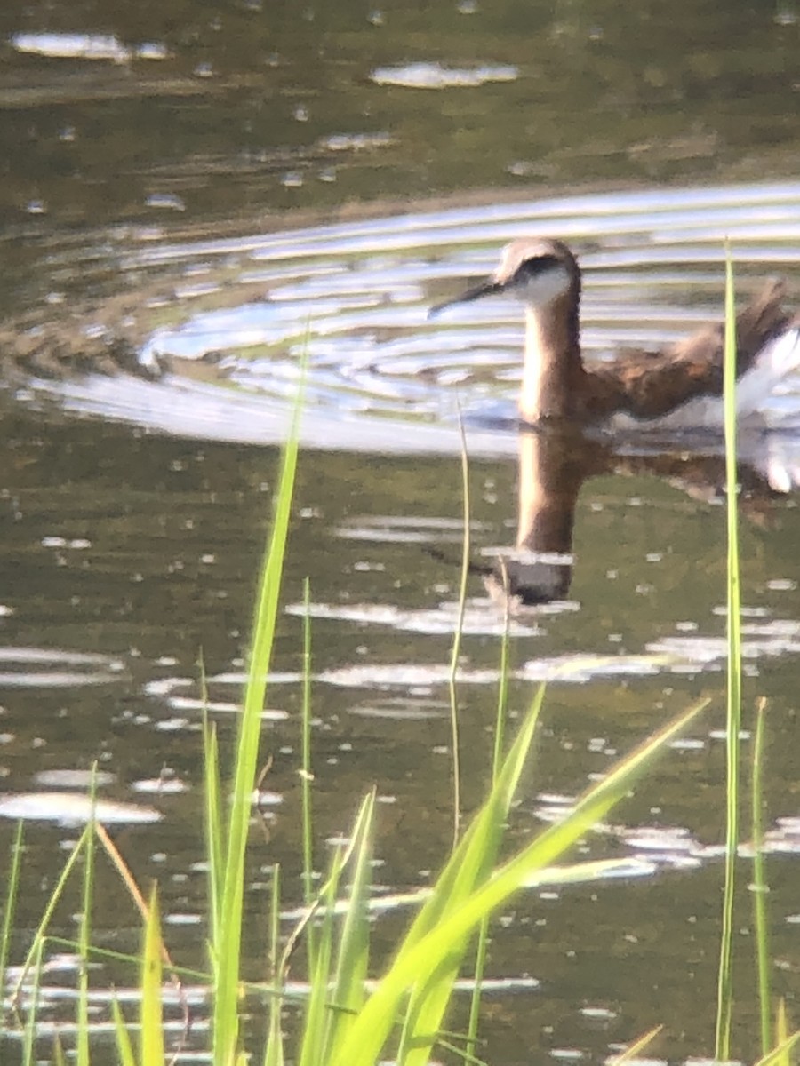 Falaropo di Wilson - ML638136791