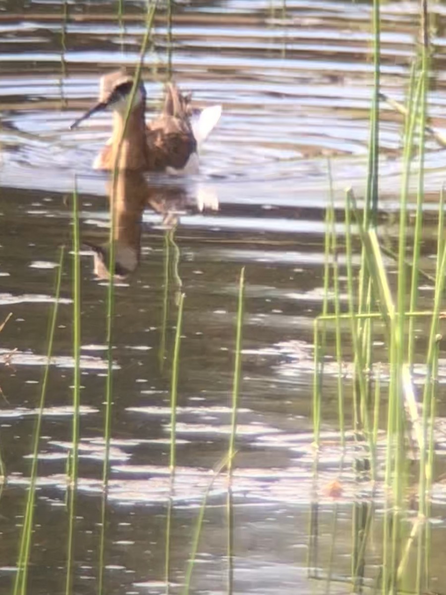 Falaropo di Wilson - ML638136792