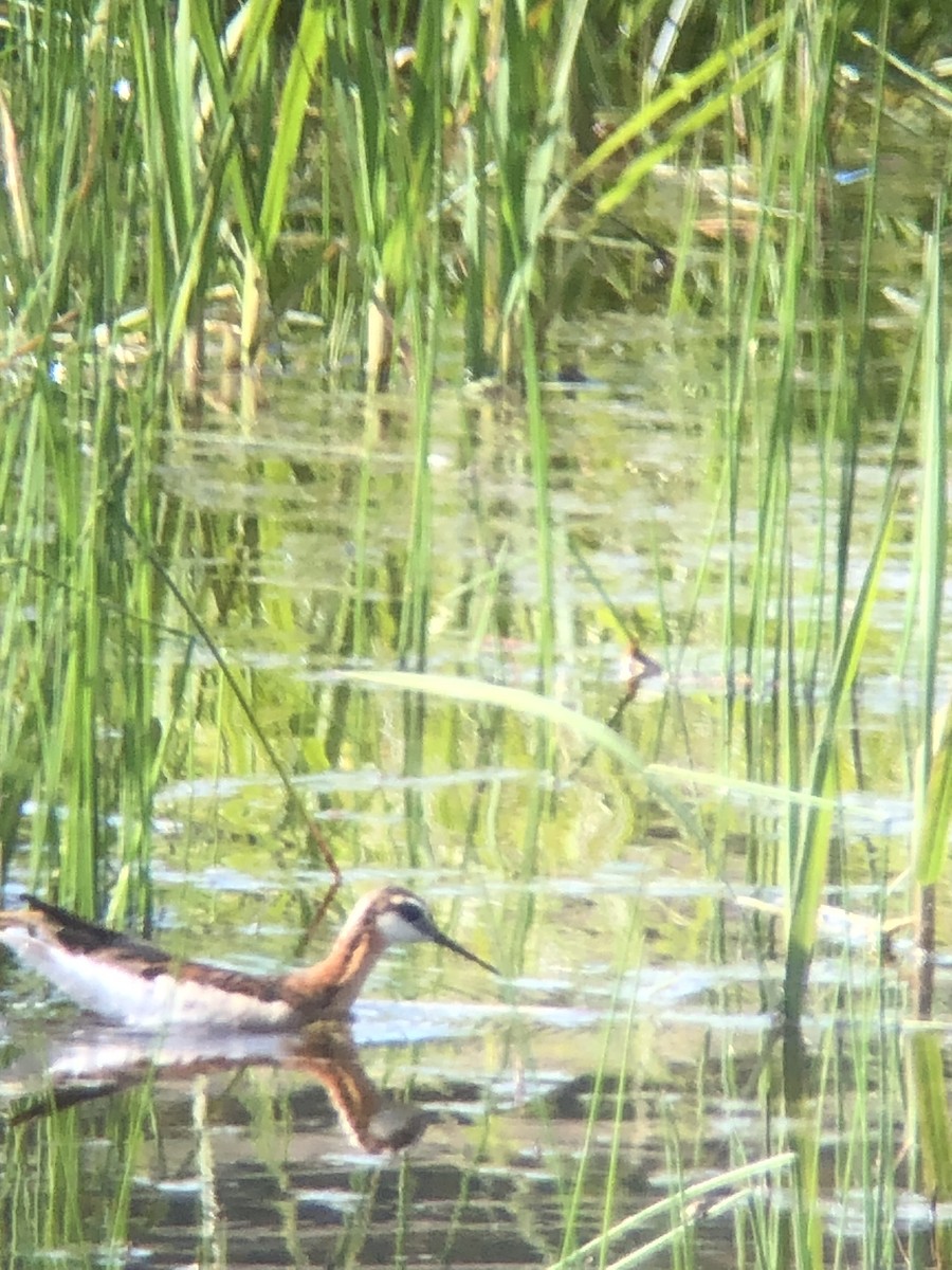 Falaropo di Wilson - ML638136793