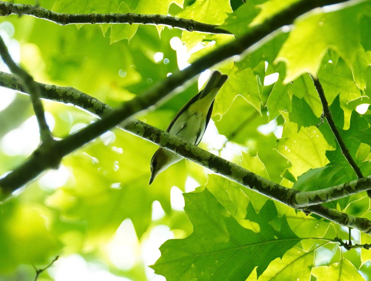 Red-eyed Vireo - ML638136797
