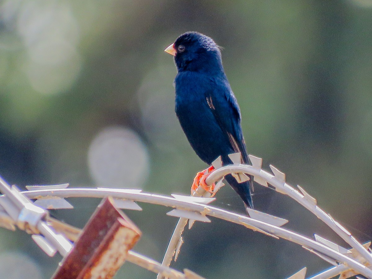 Village Indigobird - ML638136803
