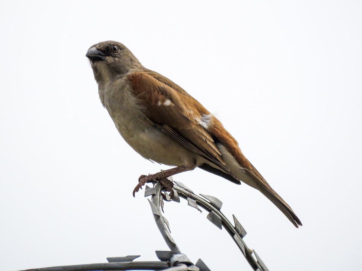 Northern Gray-headed Sparrow - ML638136816