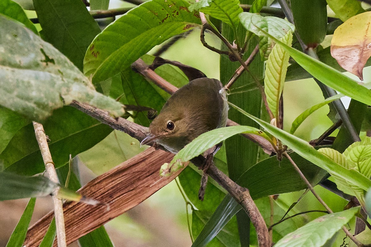Gray Longbill - ML638136835