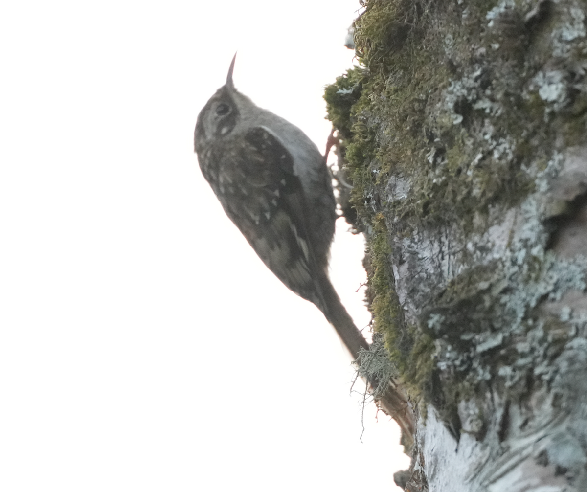 Sikkim Treecreeper - ML638136858
