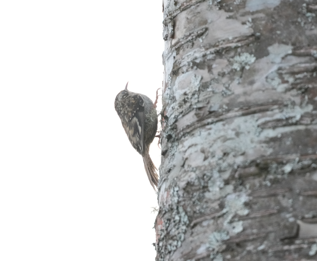 Sikkim Treecreeper - ML638136862