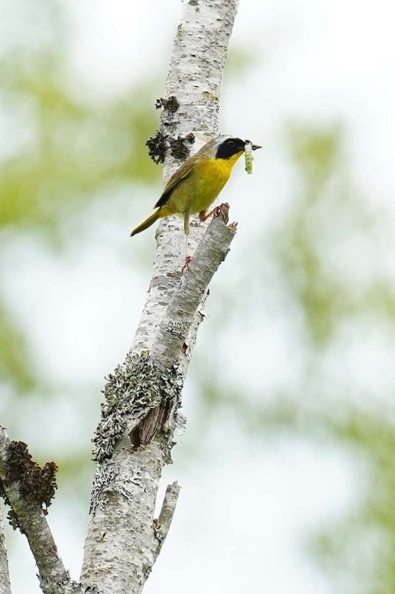 Common Yellowthroat - ML638136880