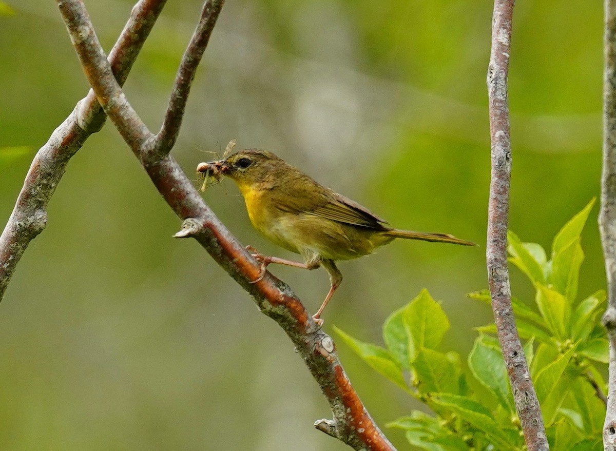 Common Yellowthroat - ML638136881