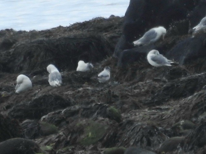 Little Gull - ML638136907