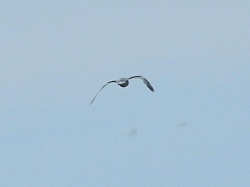 Little Gull - ML638136908