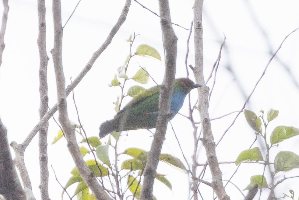 Bay-headed Tanager - ML638136914