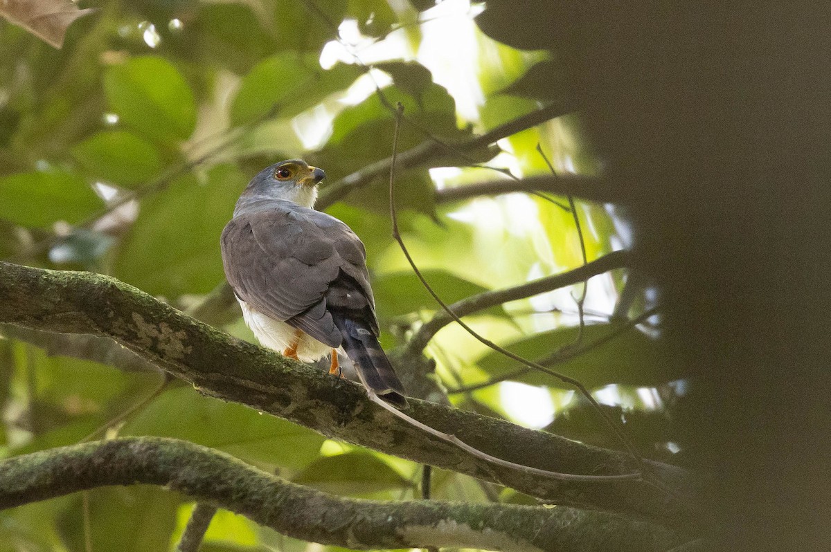 Tiny Hawk - ML638136926