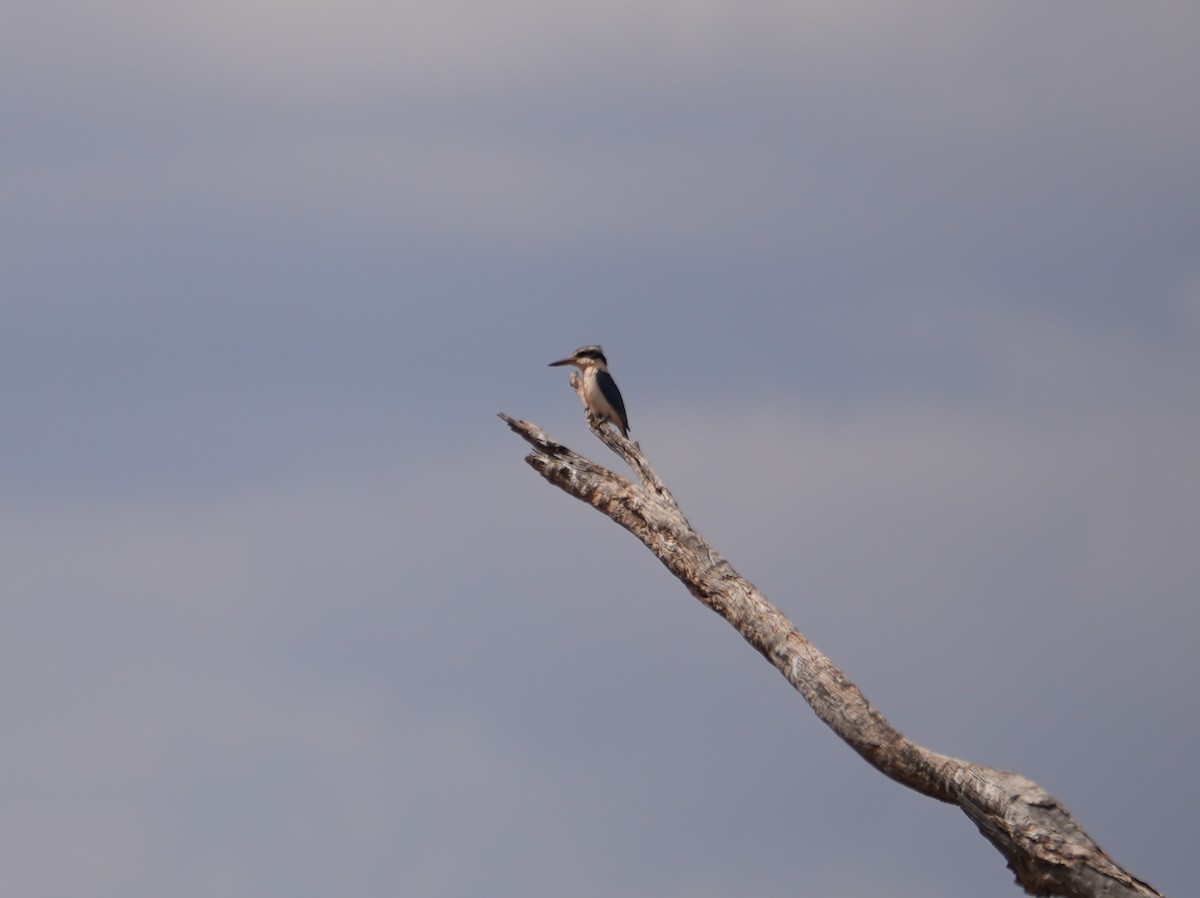 Red-backed Kingfisher - ML638136929