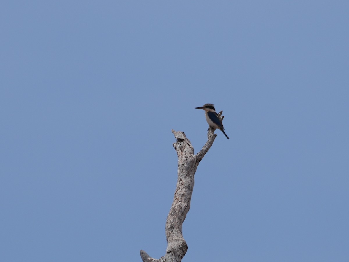 Red-backed Kingfisher - ML638136930