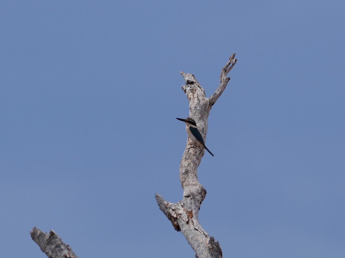 Red-backed Kingfisher - ML638136931