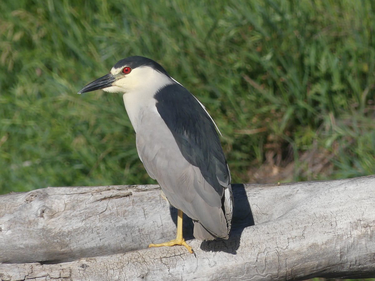 Black-crowned Night Heron - ML638136951