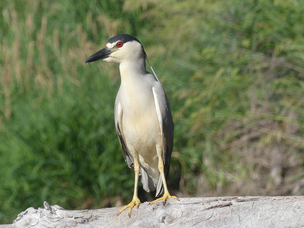 Black-crowned Night Heron - ML638136957