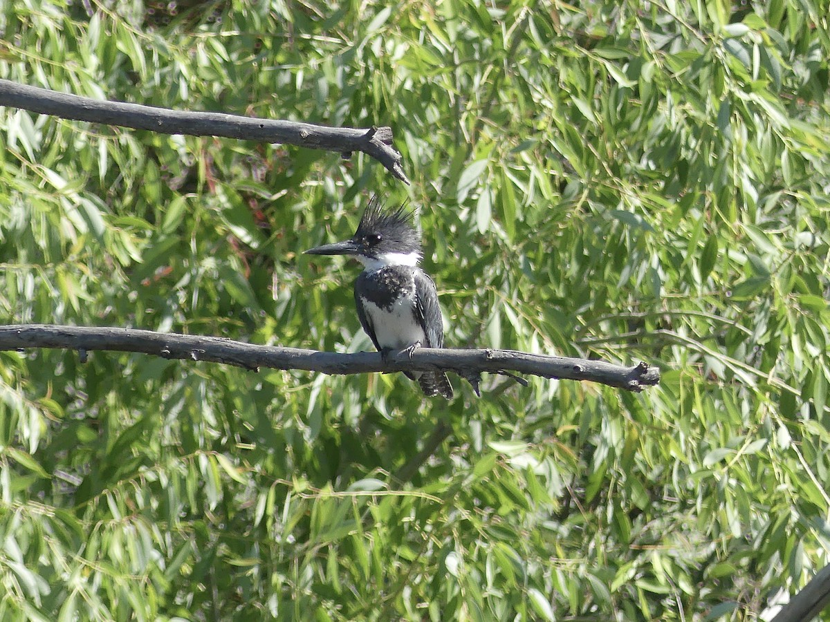 Belted Kingfisher - ML638136963