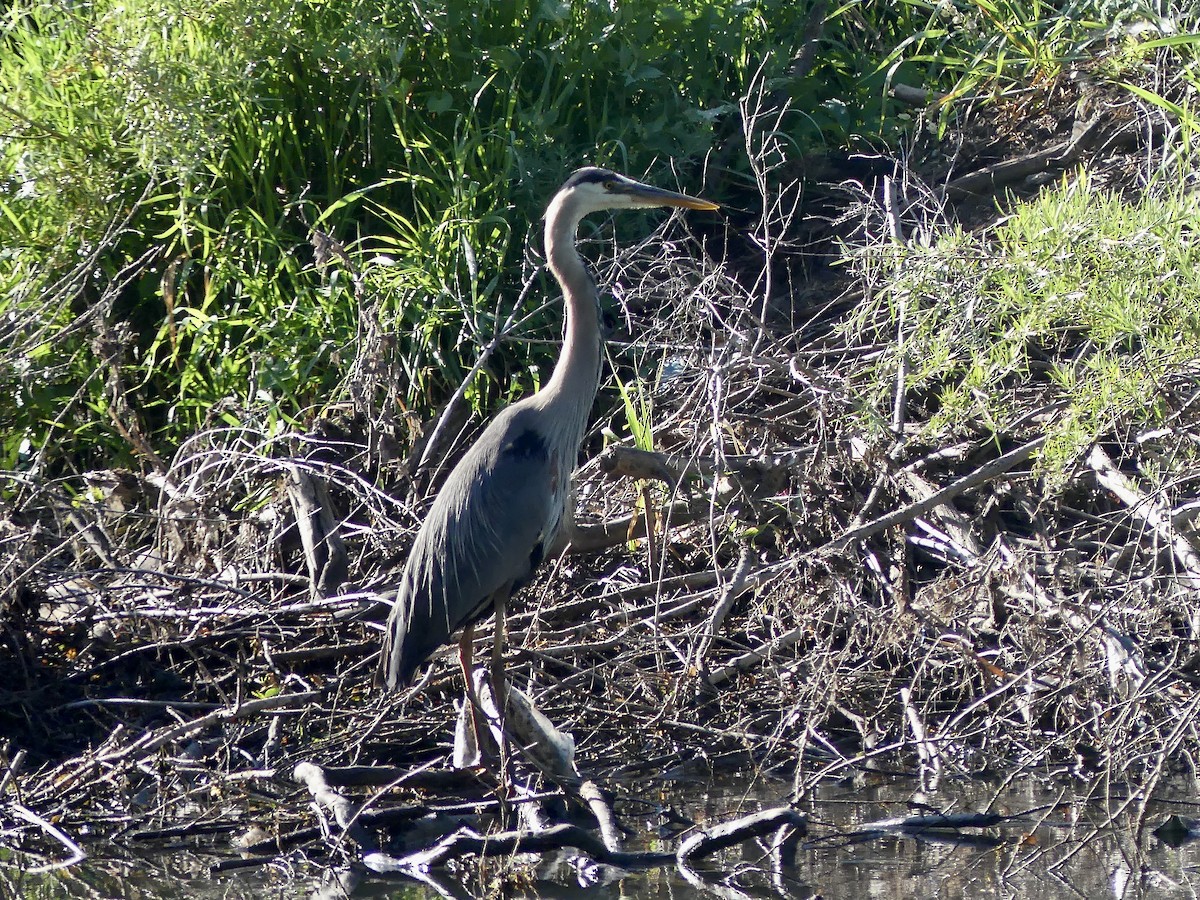 Great Blue Heron - ML638136971