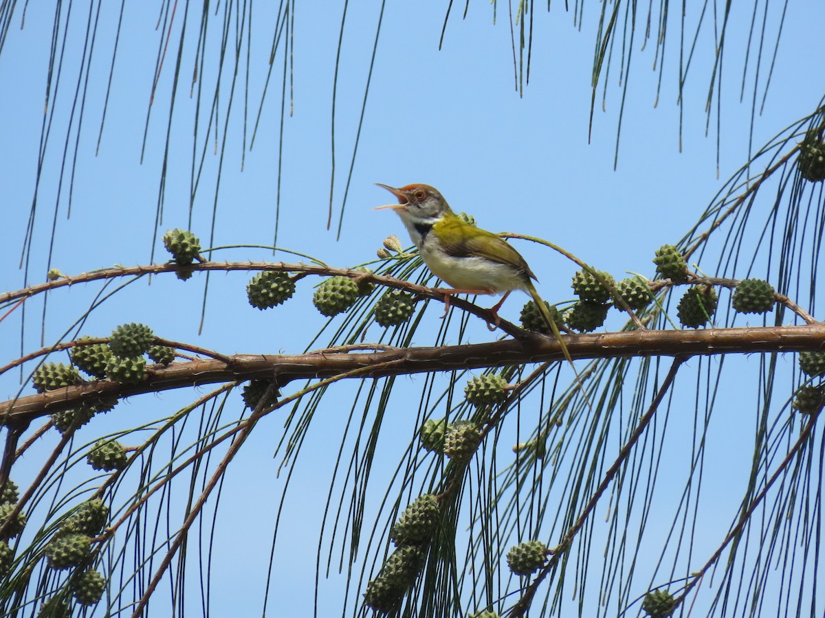 Common Tailorbird - ML638136997