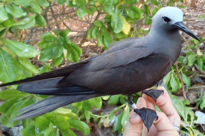 Lesser Noddy - ML638137015