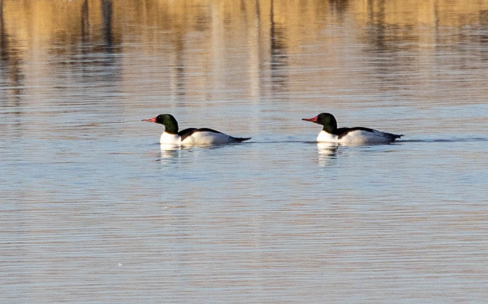 Хумхин бохио - ML638137021