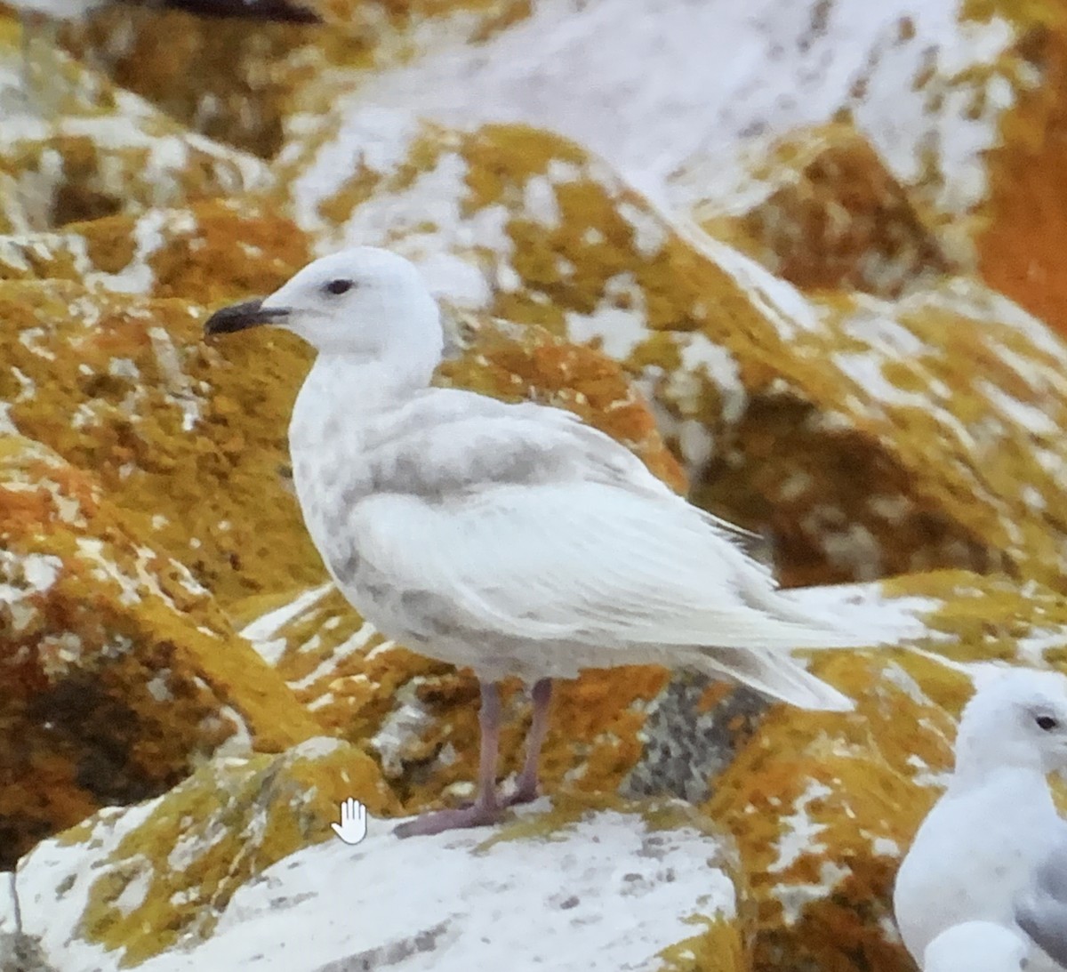 racek polární - ML638137022