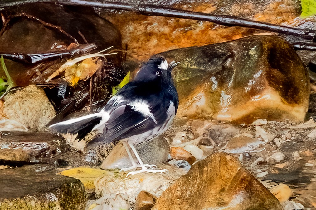 Little Forktail - ML638137028