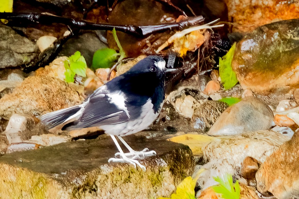 Little Forktail - ML638137029