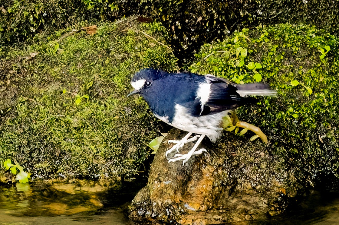 Little Forktail - ML638137032