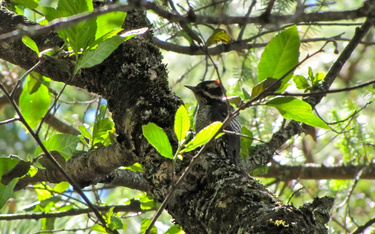 Strickland's Woodpecker - ML638137065