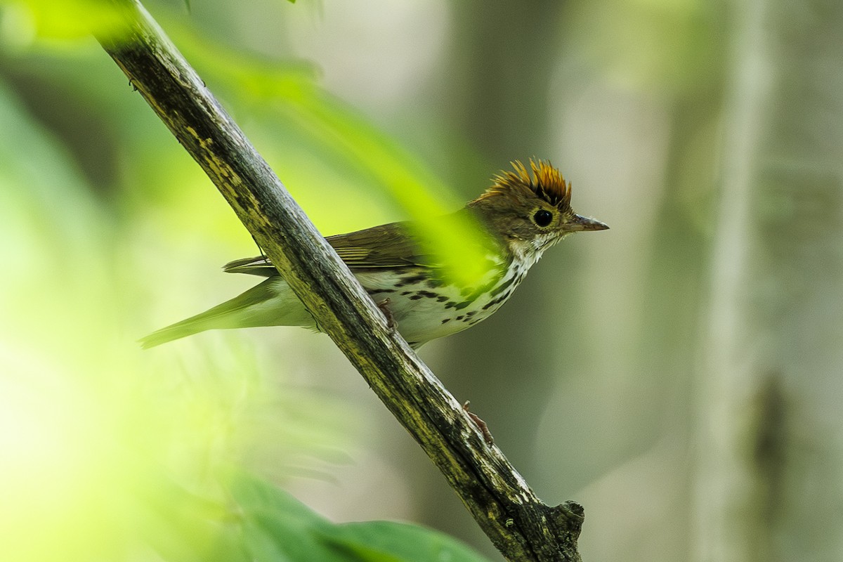 Ovenbird - ML638137072