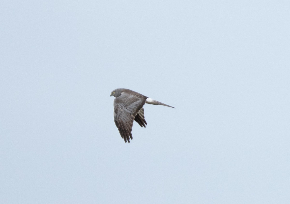 Northern Harrier - ML638137107
