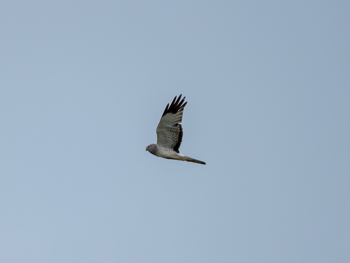 Northern Harrier - ML638137108