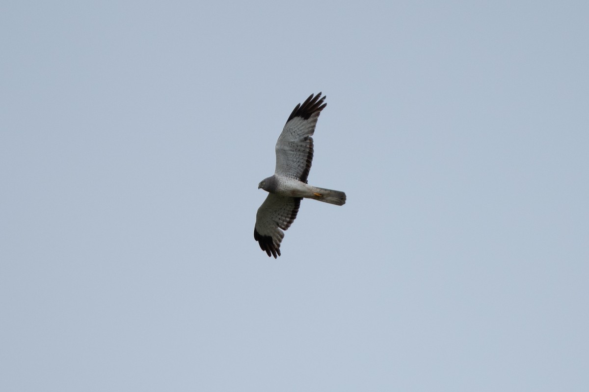 Northern Harrier - ML638137109