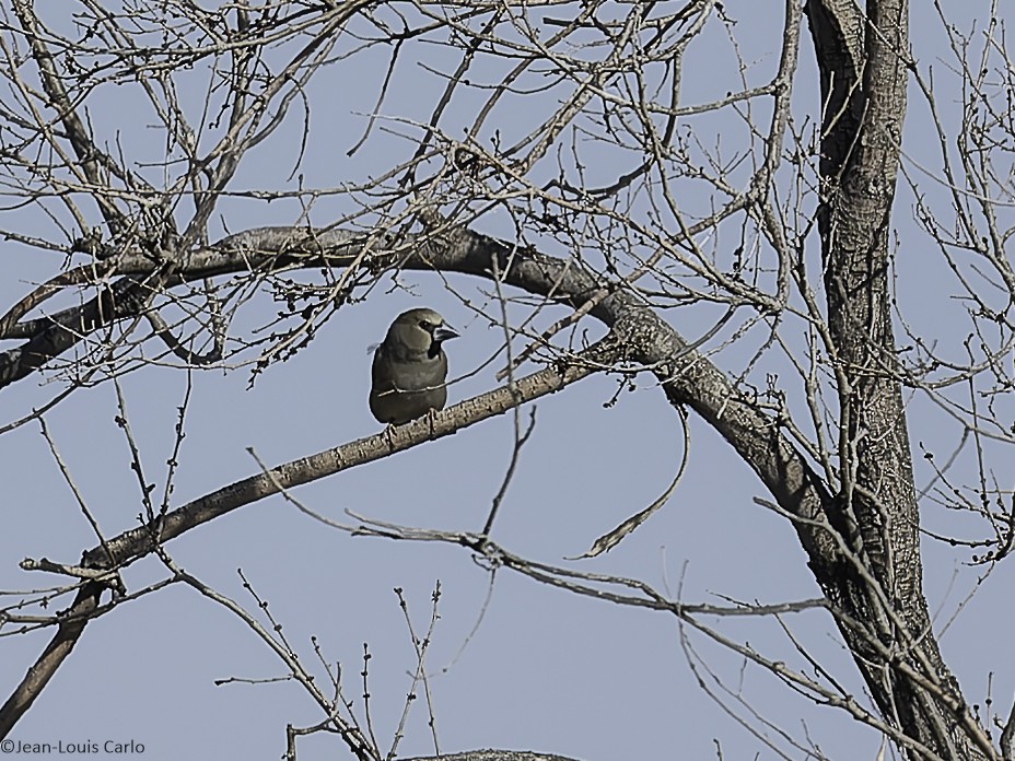 Hawfinch - ML638137129
