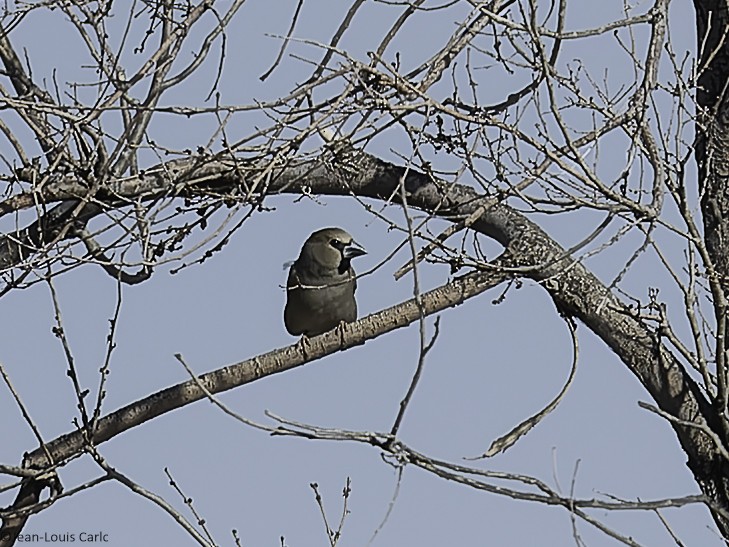 Hawfinch - ML638137130