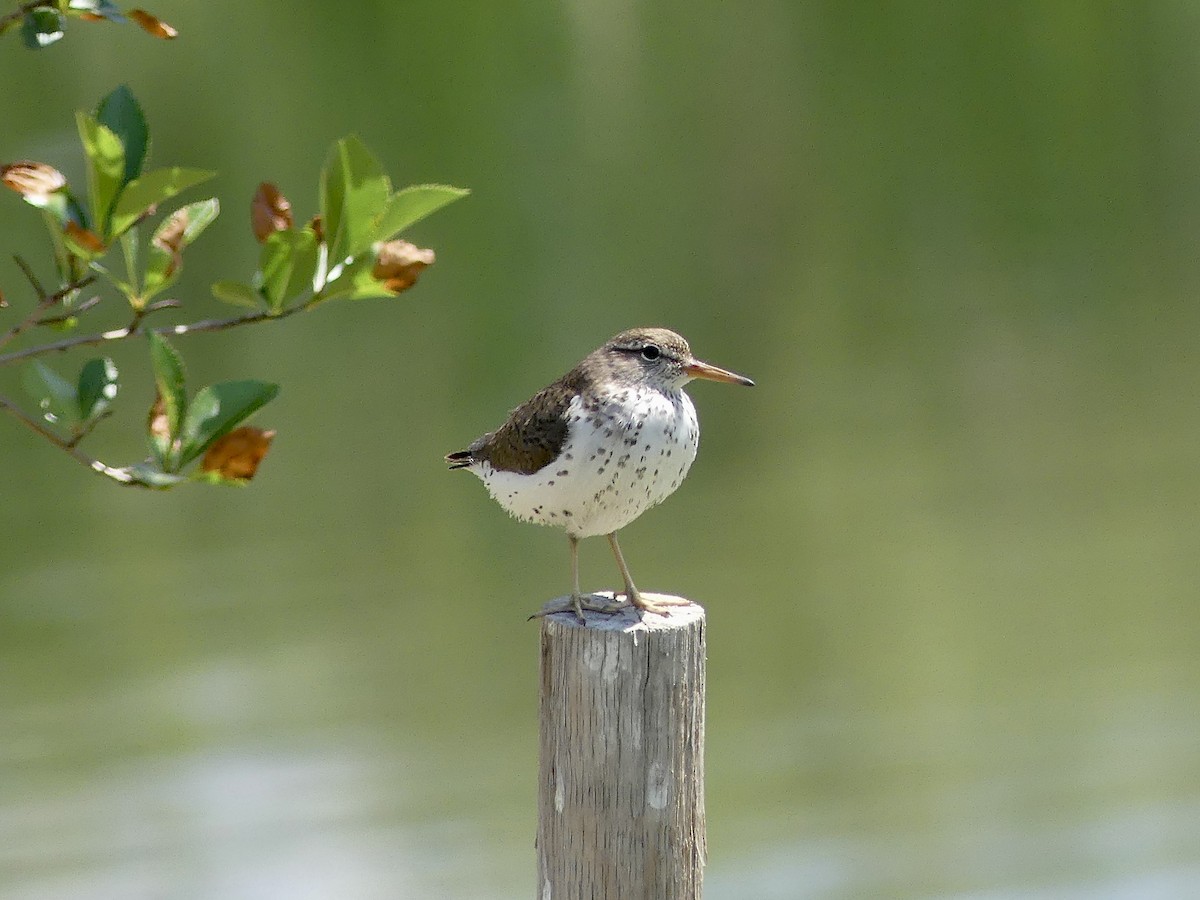 Spotted Sandpiper - ML638137150