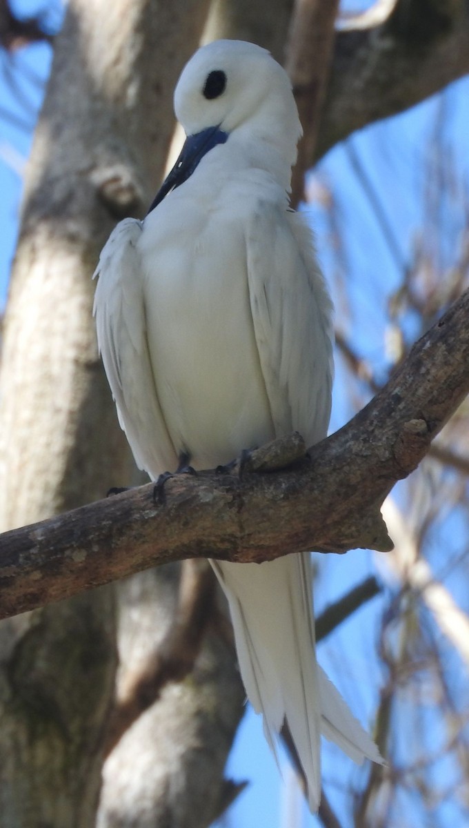 White Tern - ML638137152