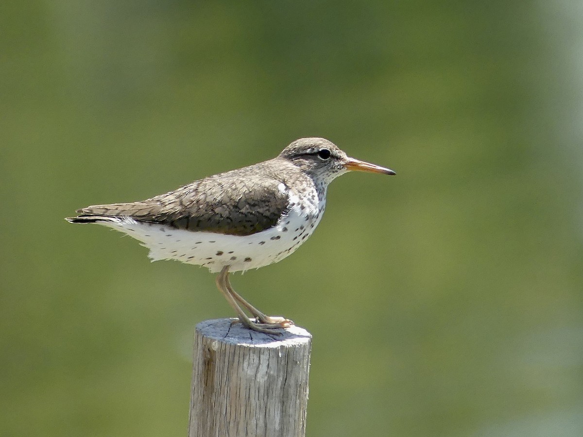 Spotted Sandpiper - ML638137155