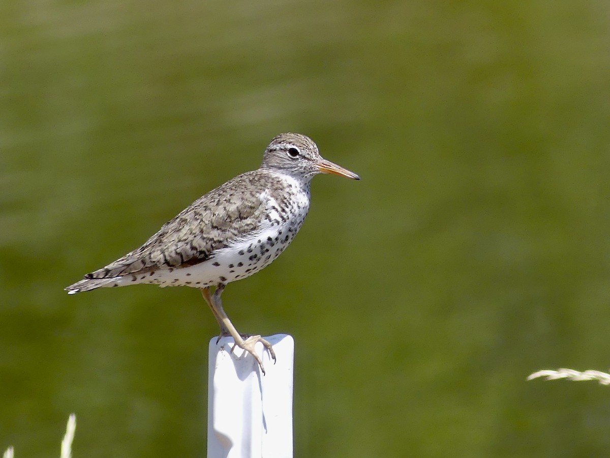 Spotted Sandpiper - ML638137157