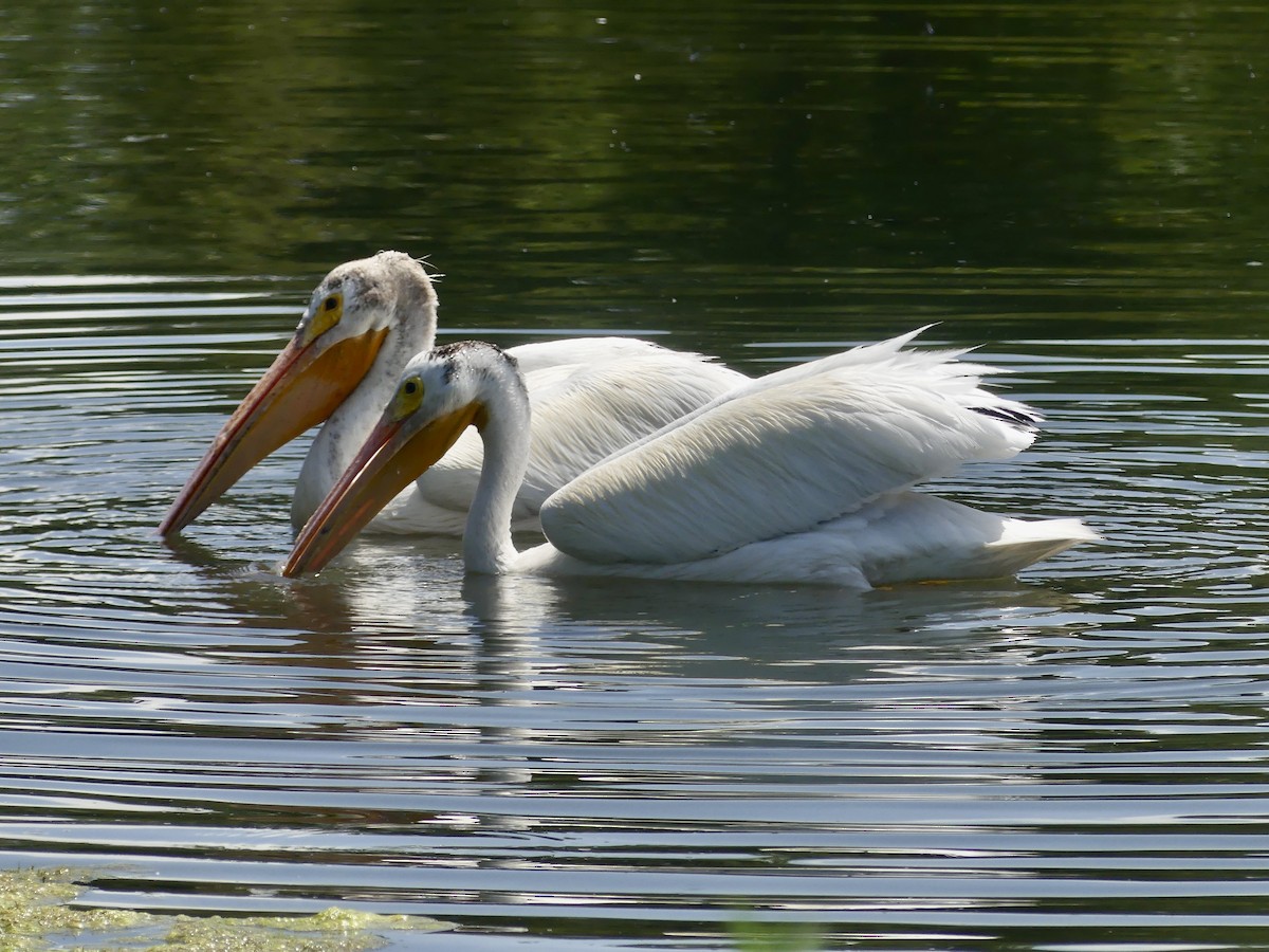 American White Pelican - ML638137162